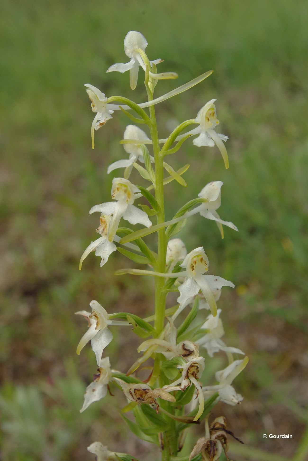 Слика од Platanthera chlorantha (Custer) Rchb.