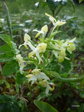 Слика од Platanthera chlorantha (Custer) Rchb.