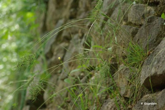 Image of bulbous bluegrass