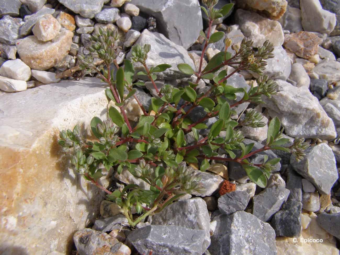 Image of four-leaved all-seed