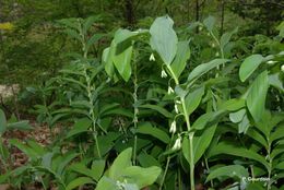 Слика од Polygonatum multiflorum (L.) All.