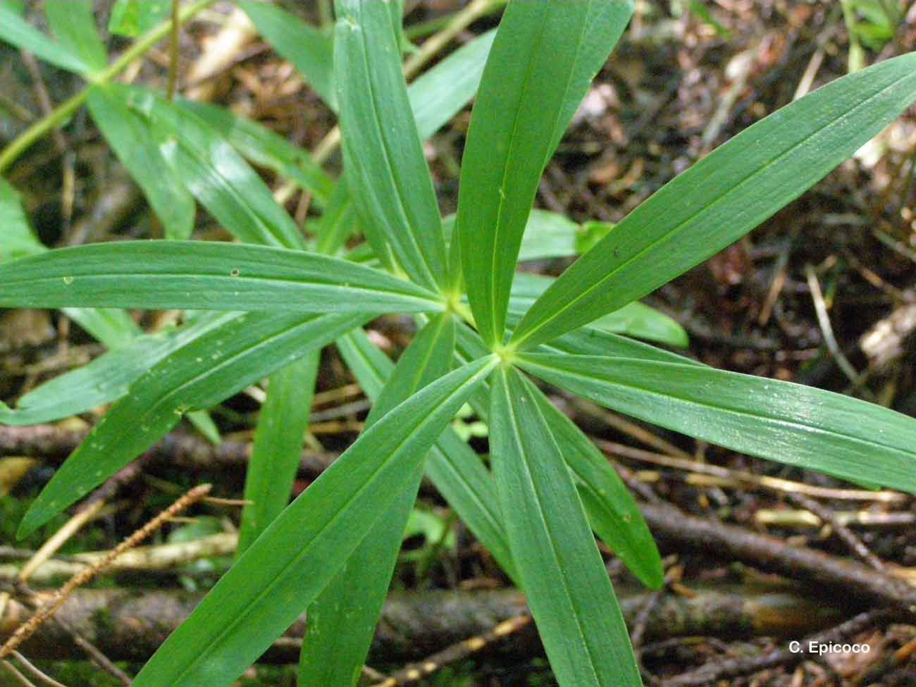 Слика од Polygonatum verticillatum (L.) All.