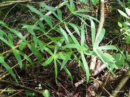 Слика од Polygonatum verticillatum (L.) All.