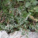 Image of seaside knotweed