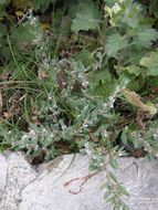 Image of seaside knotweed