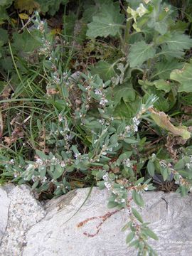 Image de Polygonum glaucum Nutt.