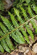 Слика од Polystichum aculeatum (L.) Roth