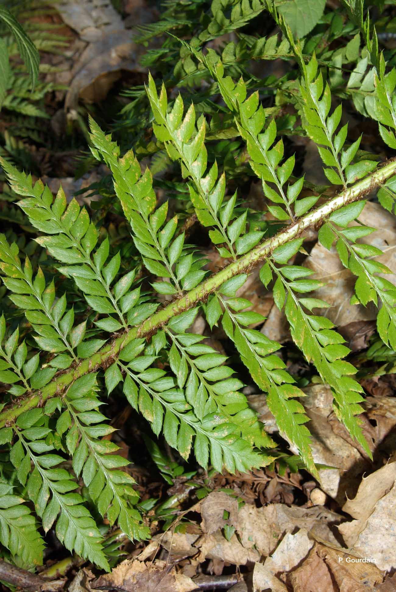 Imagem de Polystichum aculeatum (L.) Roth