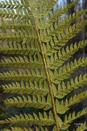 Imagem de Polystichum aculeatum (L.) Roth