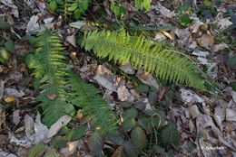 Imagem de Polystichum aculeatum (L.) Roth