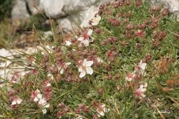 Image de Potentilla nitida L.