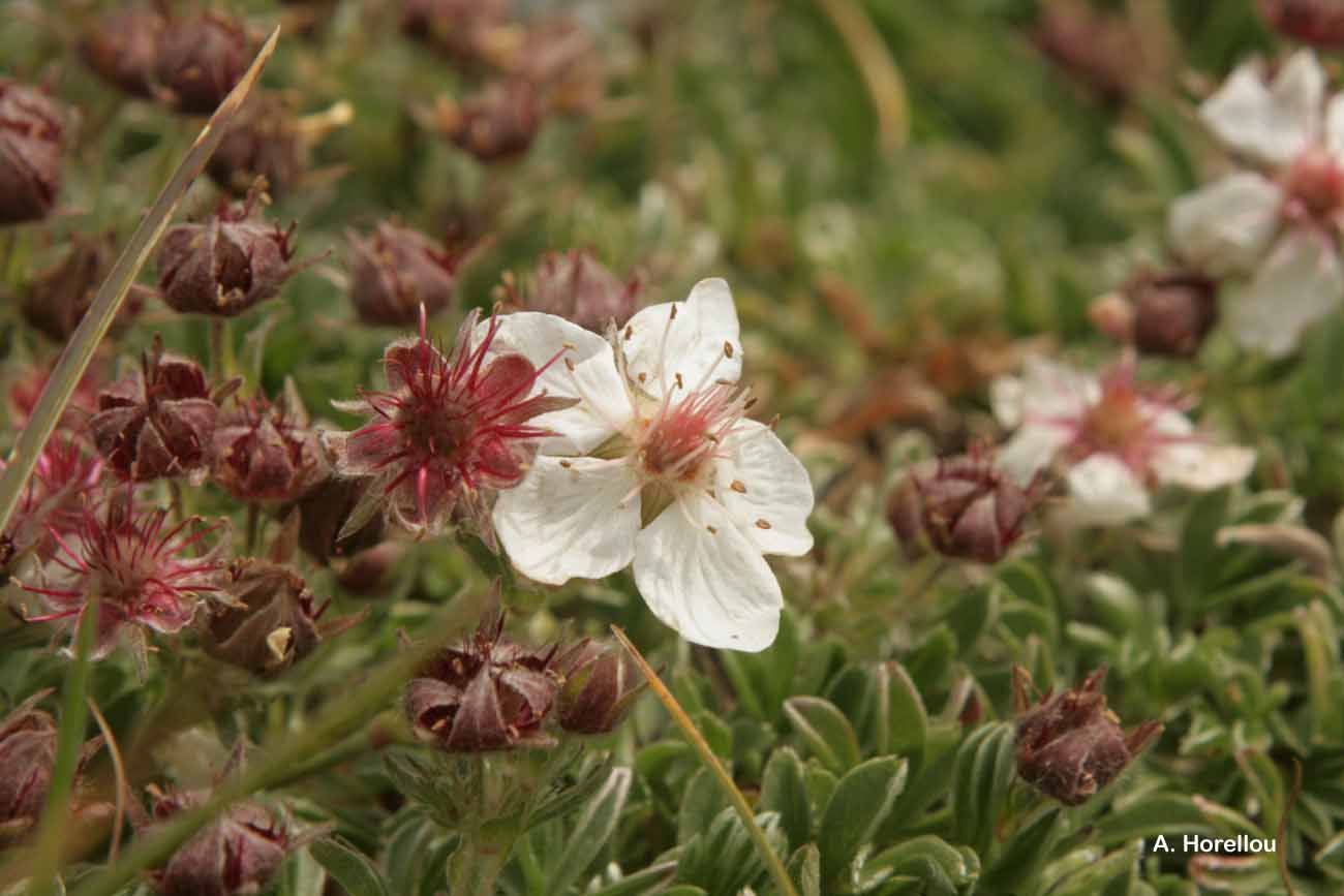 Image de Potentilla nitida L.