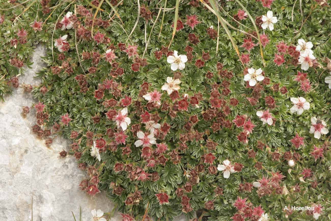 Image de Potentilla nitida L.