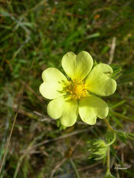 Image of sulphur cinquefoil