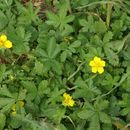 Image of <i>Potentilla reptans</i> Georgi