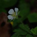 Imagem de Potentilla sterilis (L.) Garcke