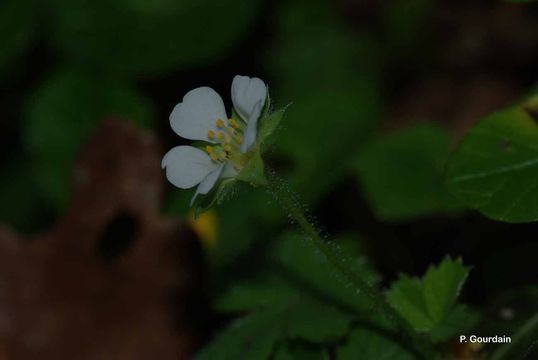 Image of Barren Strawberry