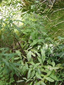 Image of Rattlesnake Root