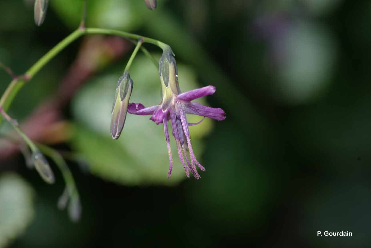 صورة Prenanthes purpurea L.