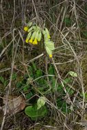 Primula veris L. resmi