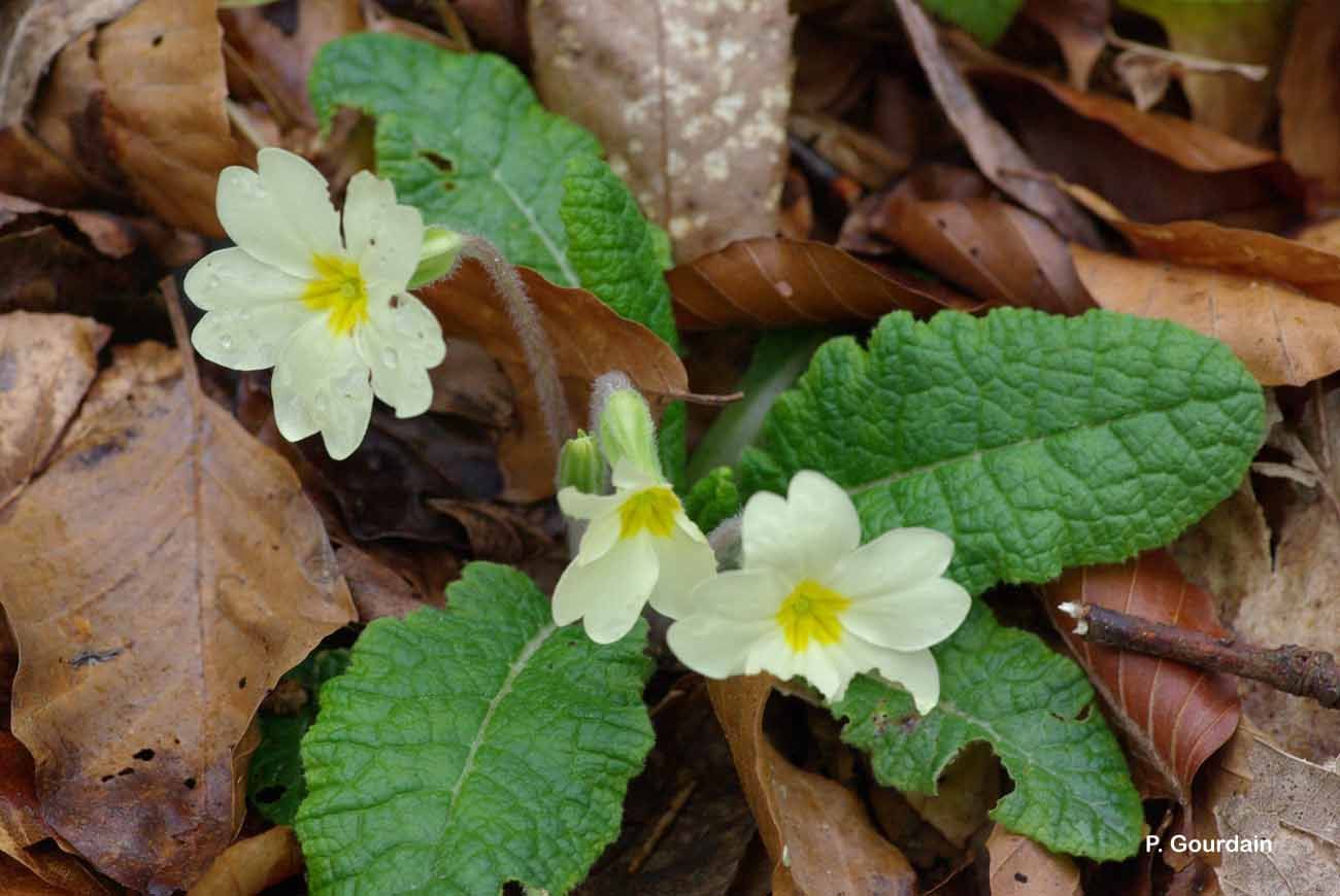 Image of primrose