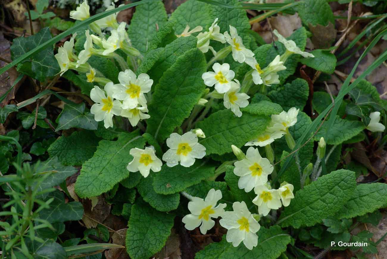 Image of primrose