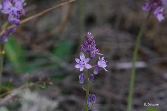 Image of autumn squill