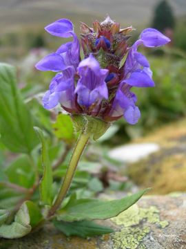 Image of large-flowered selfheal