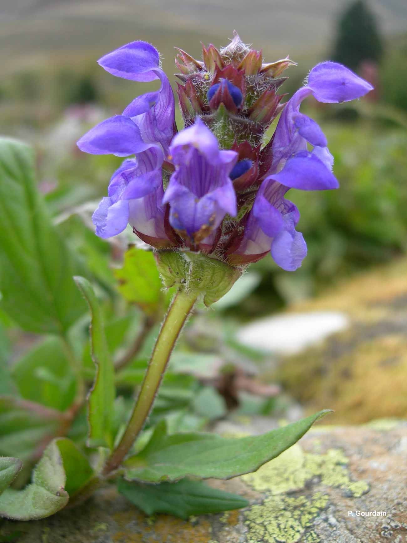 Imagem de Prunella grandiflora (L.) Turra