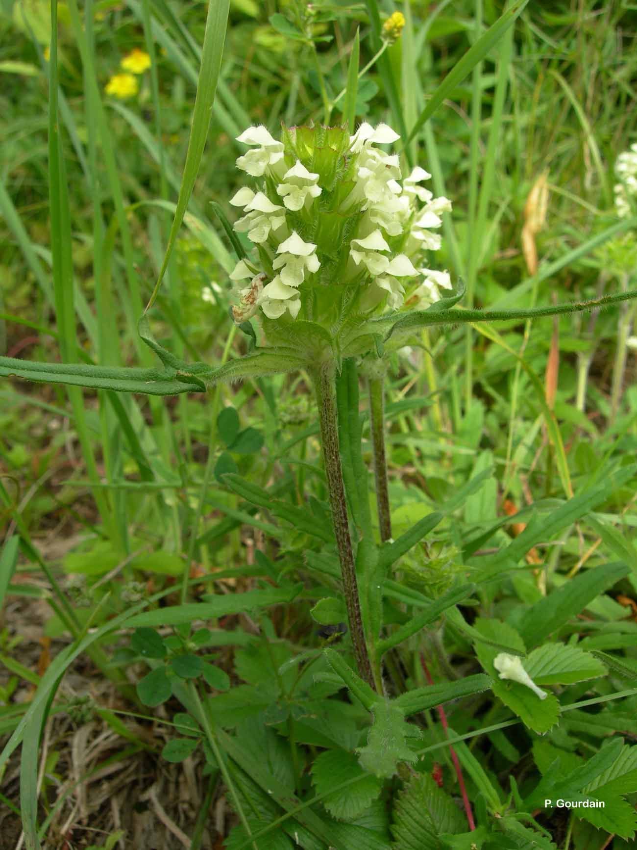 Image of cutleaf selfheal