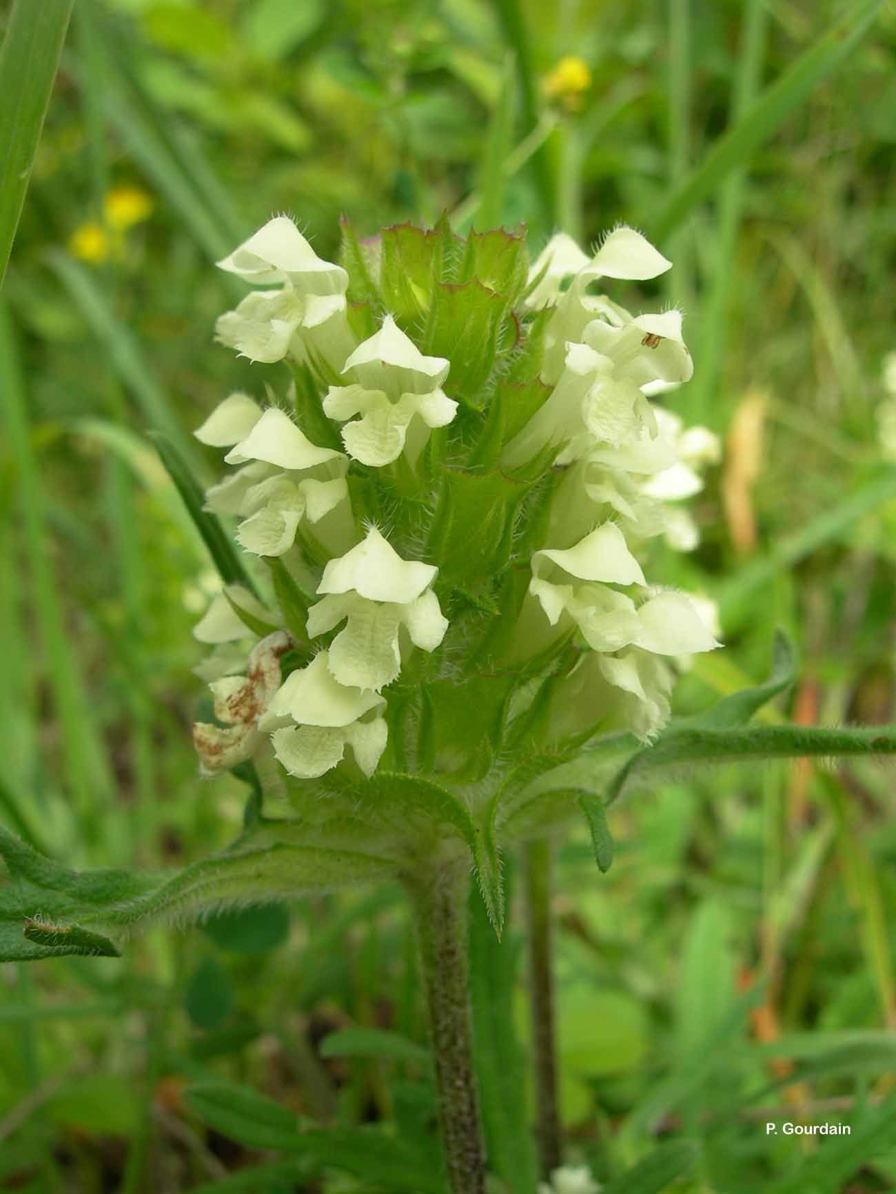 Image of cutleaf selfheal