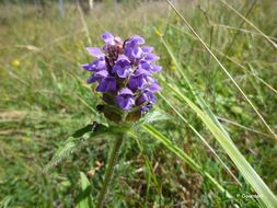 Image of common selfheal