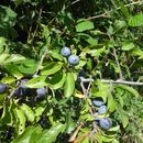Image of <i>Prunus spinosa</i> Walter