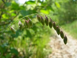 Image of Melica nutans L.