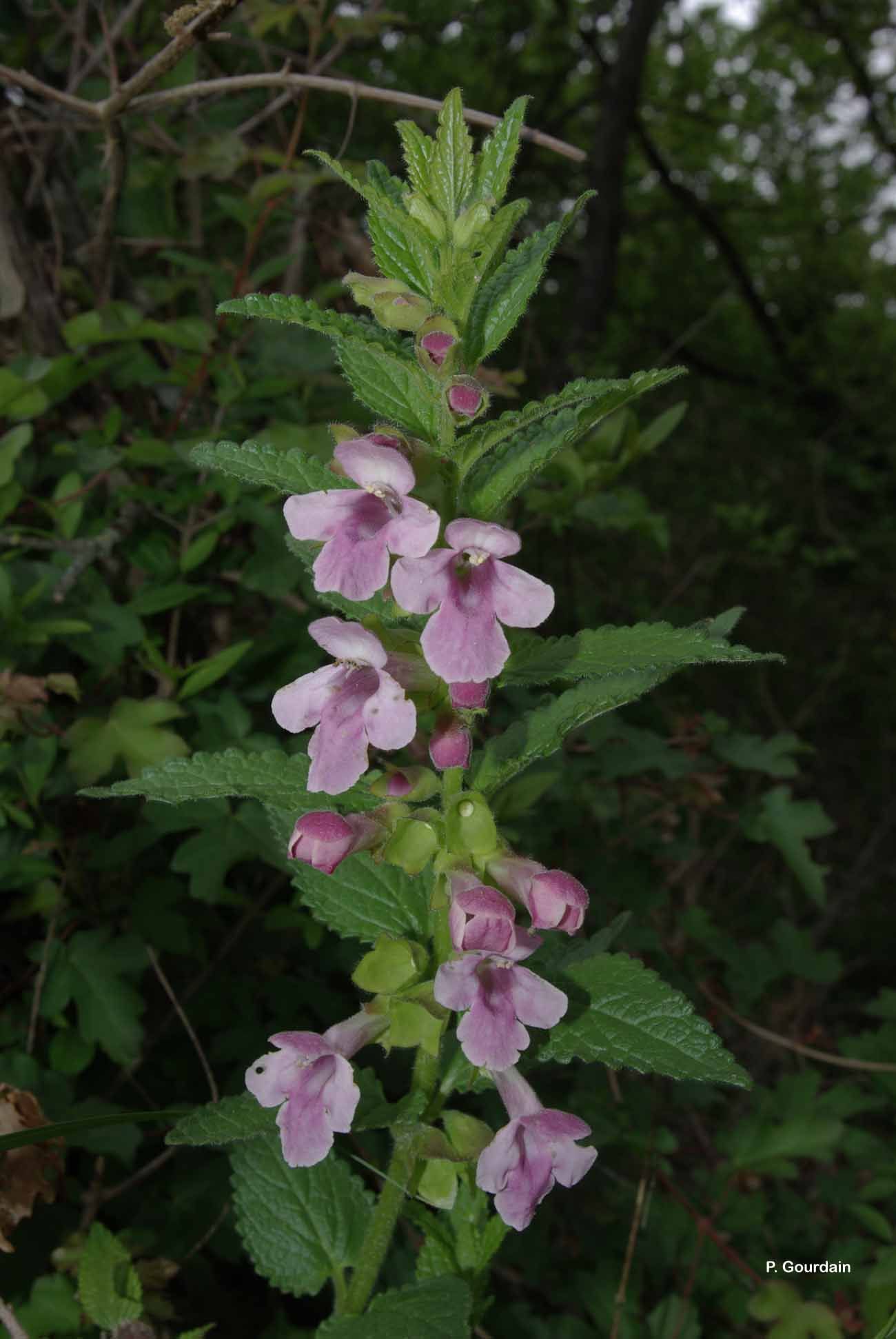 Plancia ëd Melittis melissophyllum L.