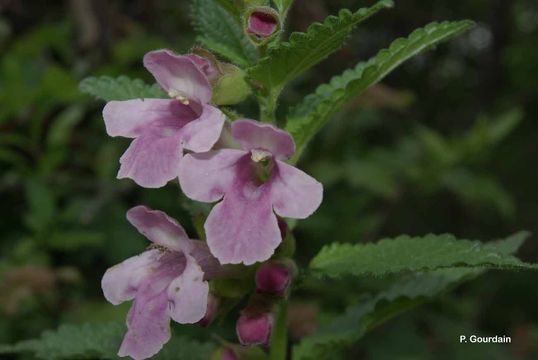 Plancia ëd Melittis melissophyllum L.