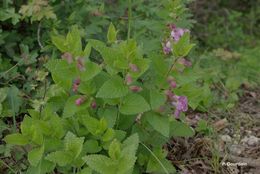 Plancia ëd Melittis melissophyllum L.