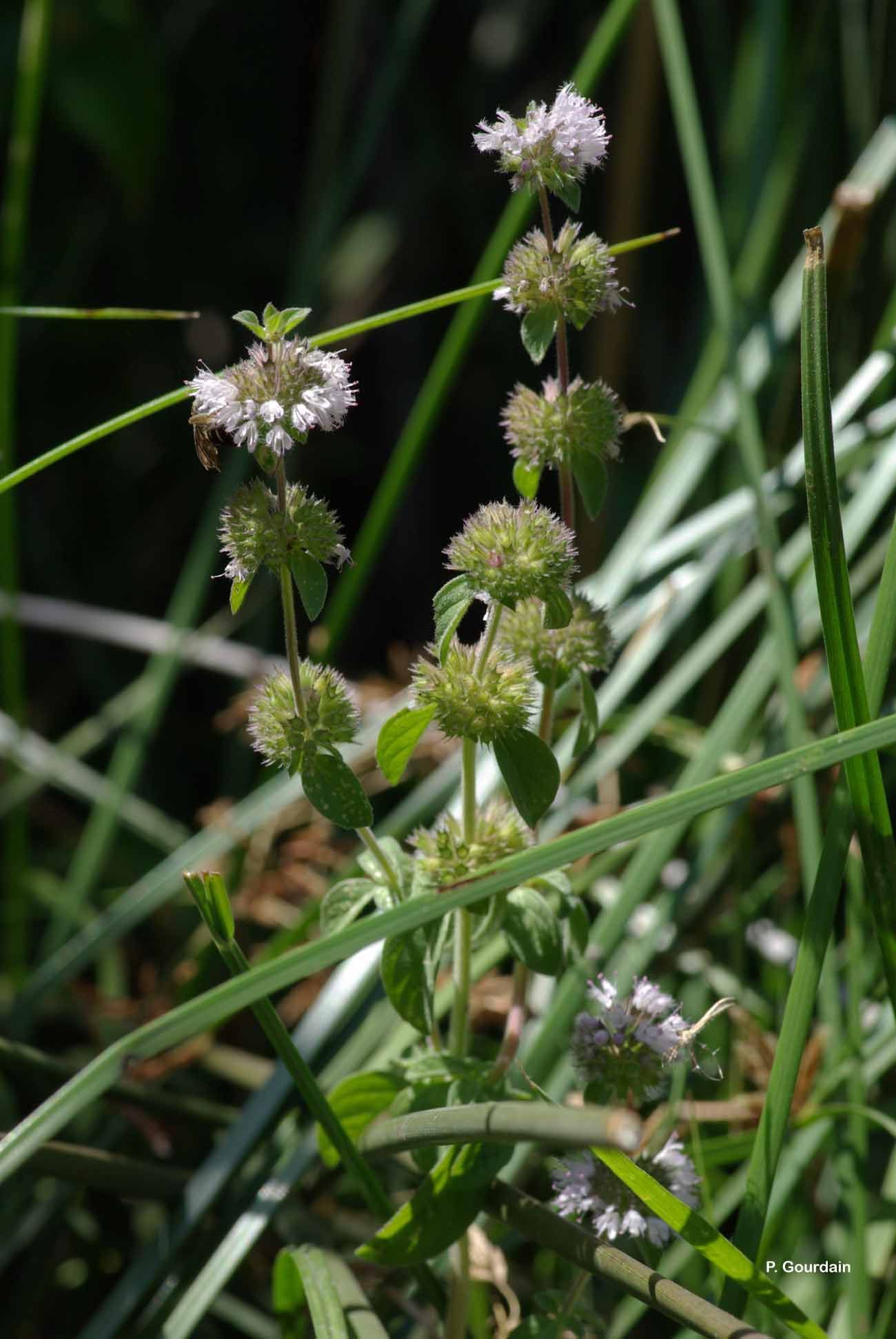 Image of Apple Mint