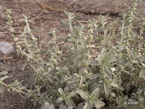 Image of Mercurialis tomentosa L.