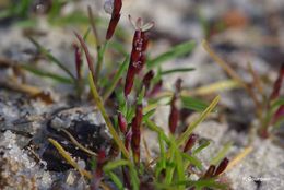 Image of early sand-grass