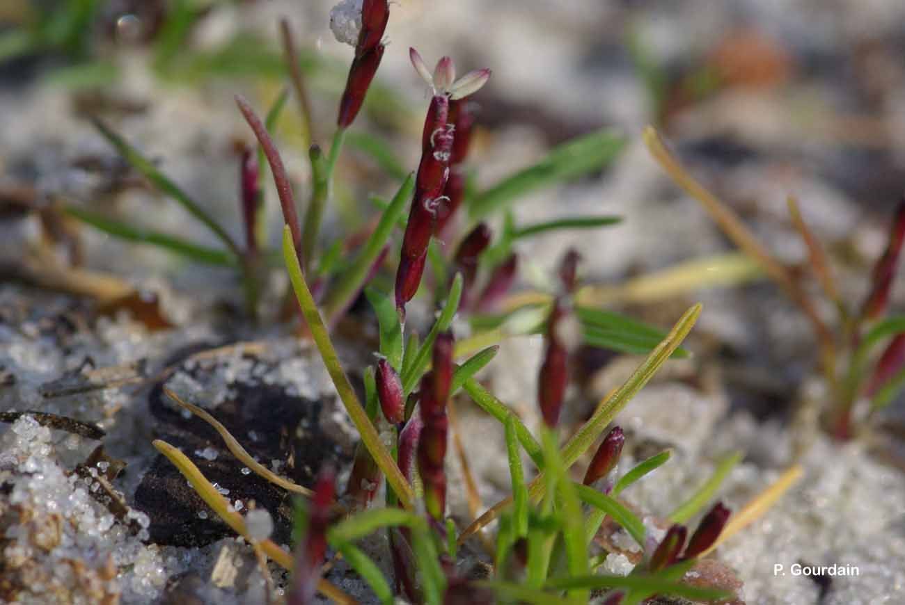 Imagem de Mibora minima (L.) Desv.