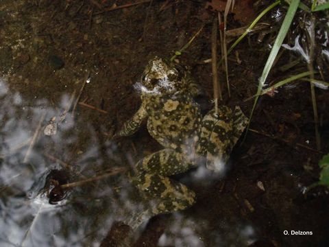 Image of <i>Discoglossus montalentii</i> Lanza, Nascetti, Capula & Bullini 1984