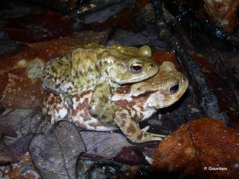 Image of <i>Bufo bufo</i> (Linnaeus 1758)