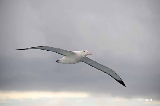 Image of Wandering albatross