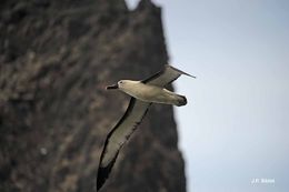 Image of Atlantic Yellow-nosed Albatross