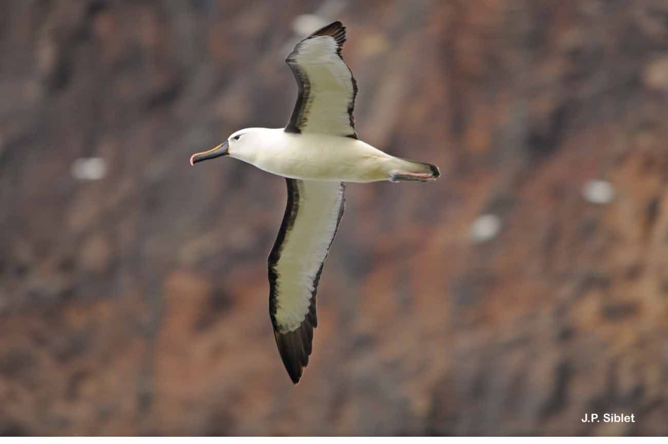 Image of Atlantic Yellow-nosed Albatross