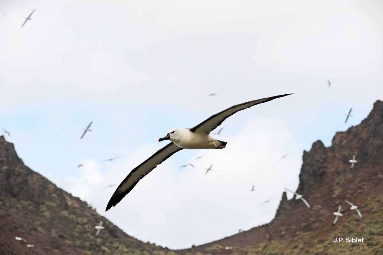 Image of Atlantic Yellow-nosed Albatross