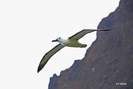 Image of Atlantic Yellow-nosed Albatross