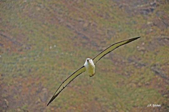 Sivun hoikka-albatrossi kuva