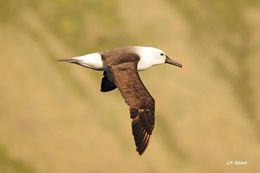 Image of Atlantic Yellow-nosed Albatross